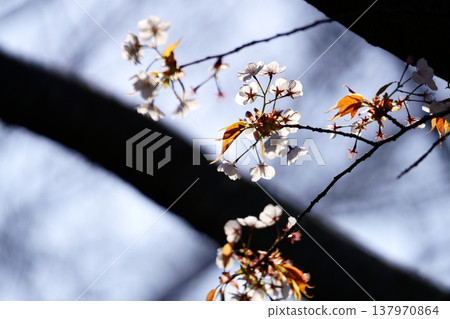 Cherry Blossom	 137970864