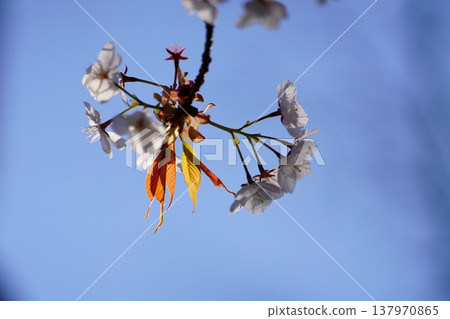 Cherry Blossom	 137970865