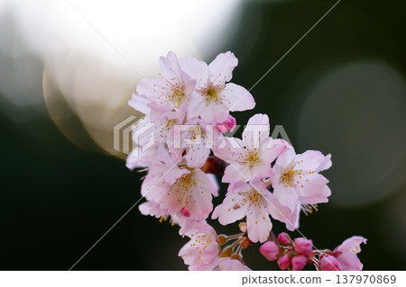櫻花 櫻花 137970869