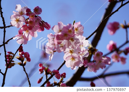 櫻花 櫻花 137970897