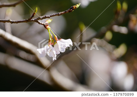 櫻花 櫻花 137970899