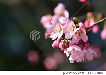 The elegant cherry blossoms announce the arrival of spring. The elegant cherry blossoms announce the arrival of spring. 137971001