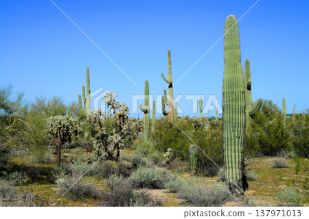 Old Saguaro Cactus Sonora desert Arizona 137971013