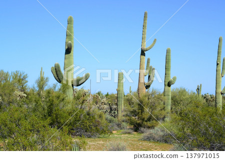 Old Saguaro Cactus Sonora desert Arizona 137971015