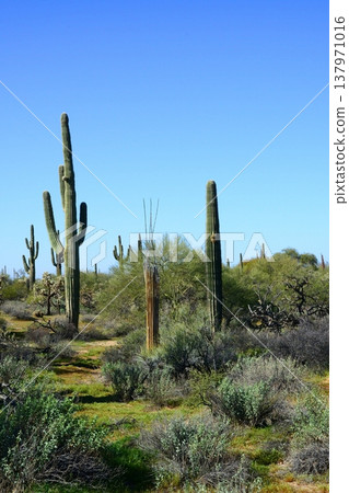 Old Saguaro Cactus Sonora desert Arizona 137971016