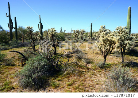 Old Saguaro Cactus Sonora desert Arizona 137971017