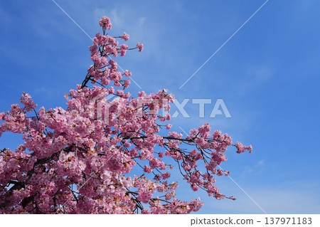 盛開的河津櫻花枝條伸向湛藍的天空 [三月] 137971183