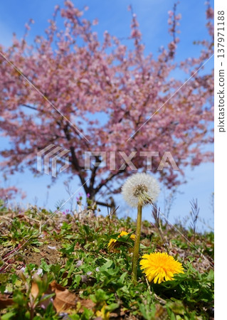 Dandelions and their fluff blooming on the embankment with Kawazu cherry blossoms in the background [March] 137971188