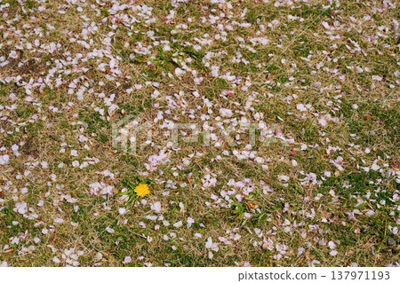Cherry blossom petals scattered on the grass, with a lone dandelion blooming among them. [March] 137971193