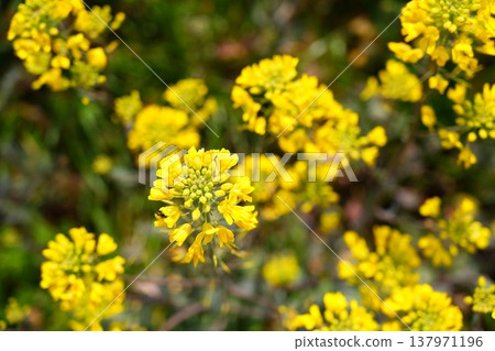 A close-up shot of rapeseed flowers just beginning to bloom, taken from directly above [March] 137971196