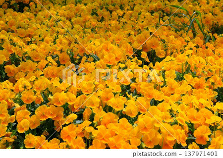 Pansy flowers in full bloom 137971401