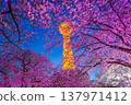Cherry blossoms blooming in spring at night at E-World 83 Tower a popular tourist destination. in Daegu,South Korea. 137971412
