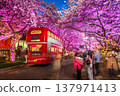 Cherry blossoms blooming in spring at night at E-World 83 Tower a popular tourist destination. in Daegu,South Korea. 137971413