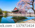Gyeongbokgung palace with cherry blossom tree in spring time in seoul city of korea, south korea. 137971414