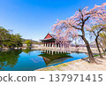 Gyeongbokgung palace with cherry blossom tree in spring time in seoul city of korea, south korea. 137971415