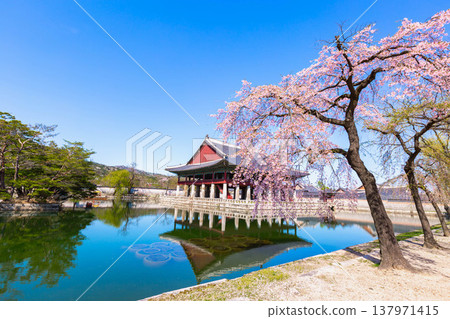 Gyeongbokgung palace with cherry blossom tree in spring time in seoul city of korea, south korea. 137971415