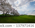 cherry blossom trees in bloom around Yongbi Lake in Seosan, South Korea. 137971416
