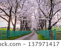 cherry blossom trees in bloom around Yongbi Lake in Seosan, South Korea. 137971417