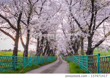 cherry blossom trees in bloom around Yongbi Lake in Seosan, South Korea. cherry blossom trees in bloom around Yongbi Lake in Seosan, South Korea. 137971417