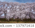 Beautiful cherry blossom tunnel and cherry trees on both sides of the road at the Cherry Blossom Festival in Gyeongju, South Korea. 137971418