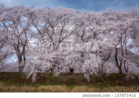Beautiful cherry blossom tunnel and cherry trees on both sides of the road at the Cherry Blossom Festival in Gyeongju, South Korea. 137971418