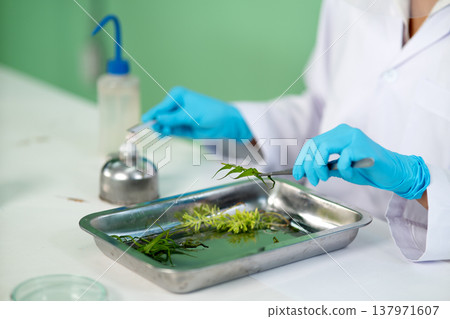 Scientist biochemists are preparing tissue samples to isolate Scientist biochemists are preparing tissue samples to isolate 137971607