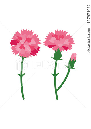 Illustration of pink carnation on Mother's Day Illustration of pink carnation on Mother's Day 137971682