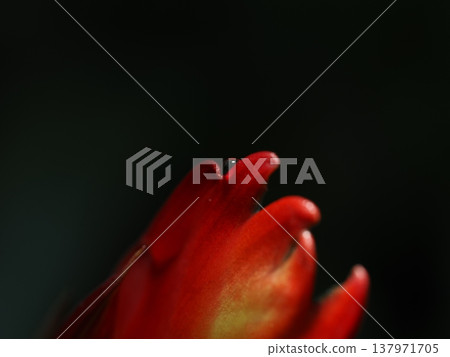 A close-up of vibrant flower petals floating against a black background. 137971705