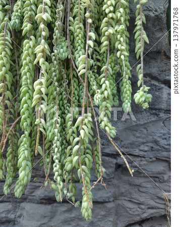 生長在石牆上的蕨類植物 生長在石牆上的蕨類植物 137971768