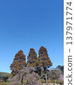 樹和藍天 137971774