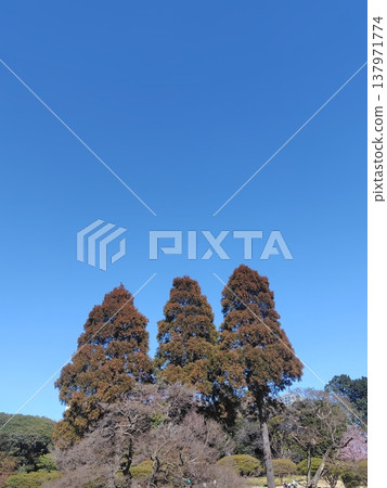 Trees and blue sky Trees and blue sky 137971774