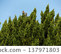 Sparrows resting at the top of a coniferous tree in Inage Seaside Park 137971803