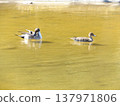 Inage Seaside Park Beach Pond Winter migratory bird Northern pintail 137971806