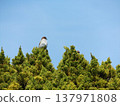 Sparrows resting at the top of a coniferous tree in Inage Seaside Park 137971808