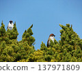 Sparrows resting in the evergreen trees at Inage Seaside Park. 137971809