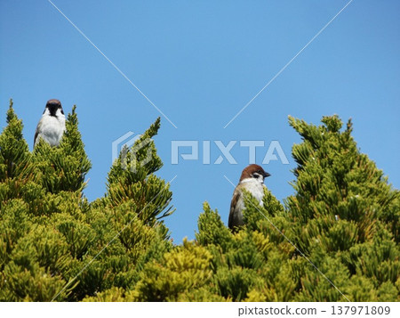 Sparrows resting in the evergreen trees at Inage Seaside Park. Sparrows resting in the evergreen trees at Inage Seaside Park. 137971809