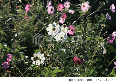 波斯菊和白色波斯菊 波斯菊和白色波斯菊 137971902