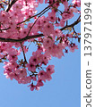  櫻花和藍天 137971994