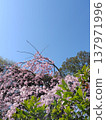 垂枝櫻花和藍天 137971996