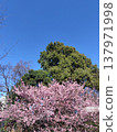 樹木、櫻花和藍天 137971998