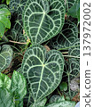 熱帶植物 137972002