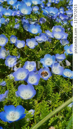 蜜蜂和Nemophila 137972015
