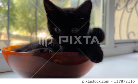 Cute funny kitten lying in plastic bowl on the windowsill. Playful small kitty having fun at home. Curious little black cat playing indoor. Concept of adorable domestic animal Cute funny kitten lying in plastic bowl on the windowsill. Playful small kitty having fun at home. Curious little black cat playing indoor. Concept of adorable domestic animal 137972110