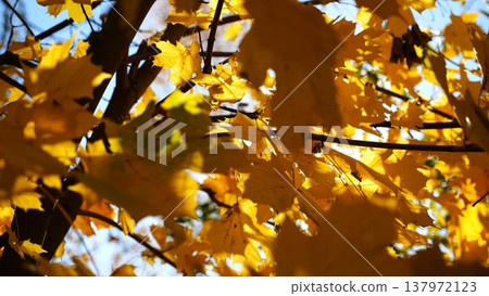 View to tree top of birch with brown leaves at sunny autumn day. Branches with lush foliage gently swaying in wind at parkland. Beautiful colorful fall season. Slow motion View to tree top of birch with brown leaves at sunny autumn day. Branches with lush foliage gently swaying in wind at parkland. Beautiful colorful fall season. Slow motion 137972123