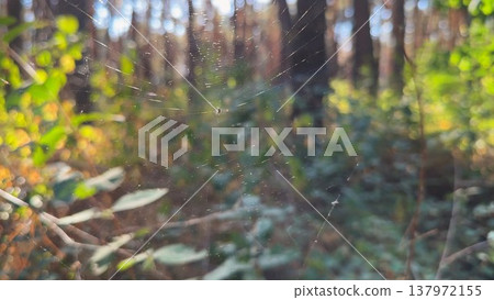 Spiderweb swaying in wind at forest with sunlight at background. Spider builds a cobweb at woodland. Beautiful nature scene on summer park at sunset. Concept of wildlife. Slow motion 137972155