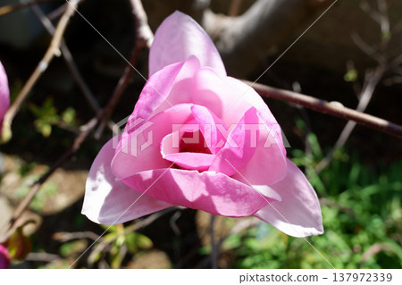 千葉縣柏市春分時節盛開的紫白蓮花。 千葉縣柏市春分時節盛開的紫白蓮花。 137972339