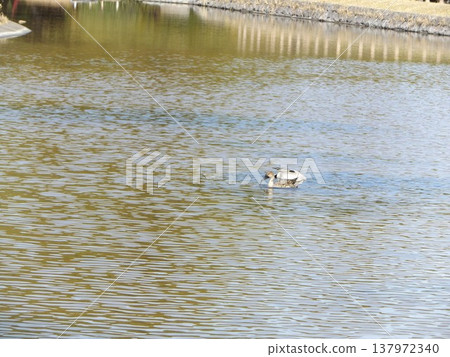 冬季 Inage 海濱公園海灘池塘中的北方針尾候鳥 冬季 Inage 海濱公園海灘池塘中的北方針尾候鳥 137972340