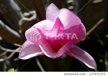 千葉縣柏市春分時節盛開的紫白蓮花。 千葉縣柏市春分時節盛開的紫白蓮花。 137972353