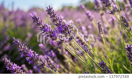 Beautiful aromatic lavender plants swaying gently, creating serene peaceful atmosphere during summer day. 137972589