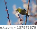 White-eye that sucks the nectar of plum blossoms 137972679